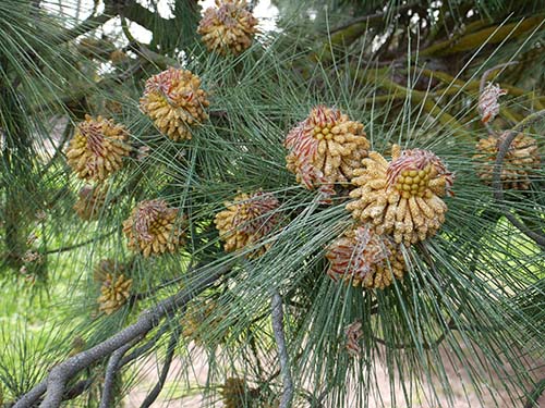 Canary island pine