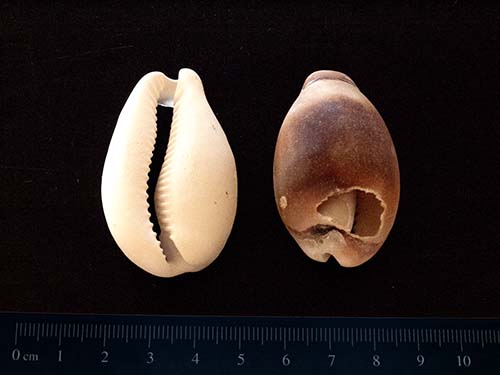 Chestnut cowrie
