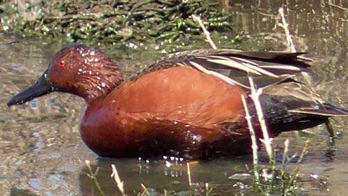 Cinnamon teal