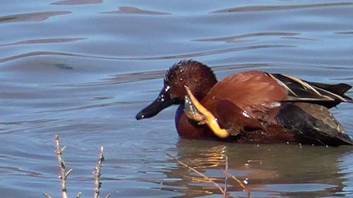 Cinnamon teal