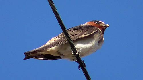 Cliff swallow
