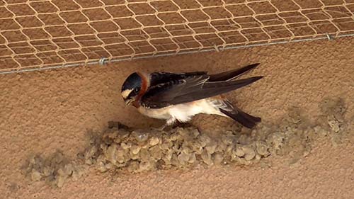 Cliff swallow