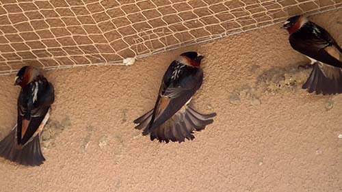 Cliff swallow