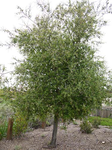 Coast live oak