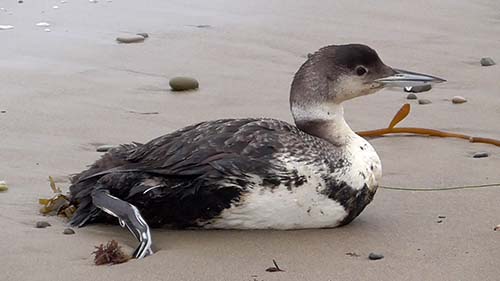 Common loon