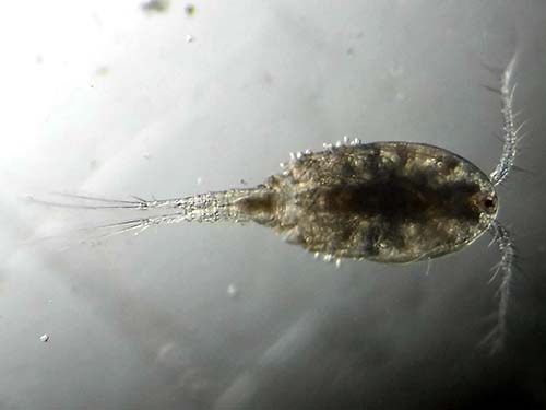 Copepod