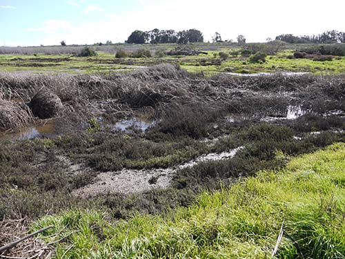 Copepod (collection site)