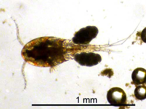 Copepod