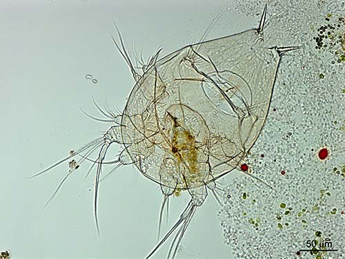 Copepod nauplius