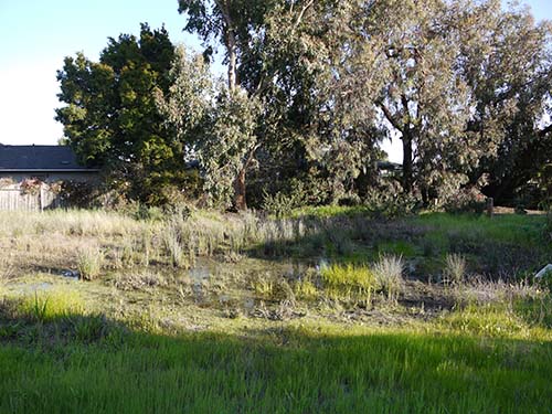 Cosmarium (collection site)