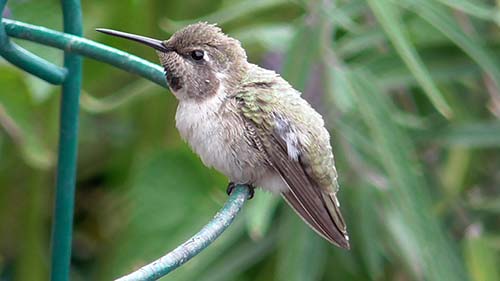 Costa's hummingbird