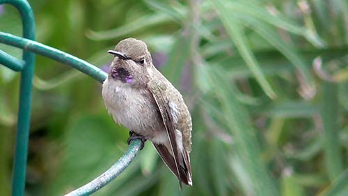 Costa's hummingbird