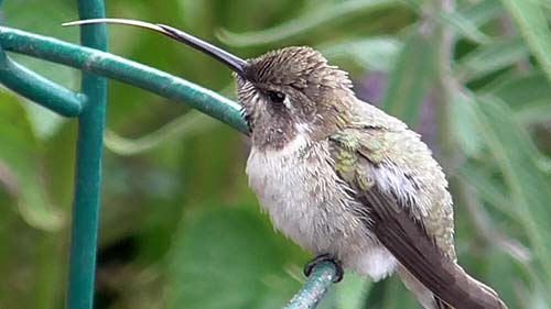 Costa's hummingbird