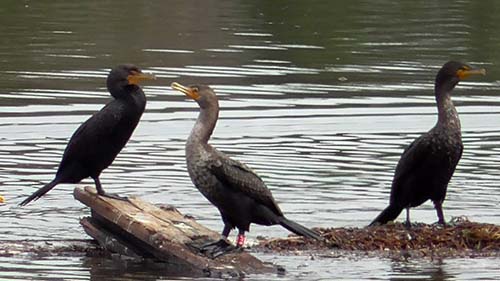 Double-crested cormorant