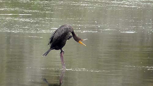 Double-crested cormorant
