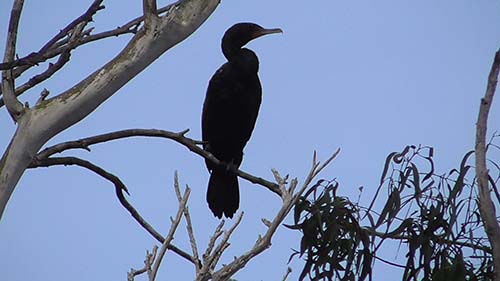Double-crested cormorant