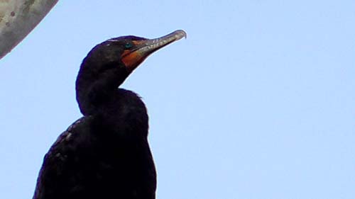 Double-crested cormorant