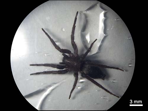 Drassyllus insularis