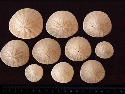 Eccentric sand dollar