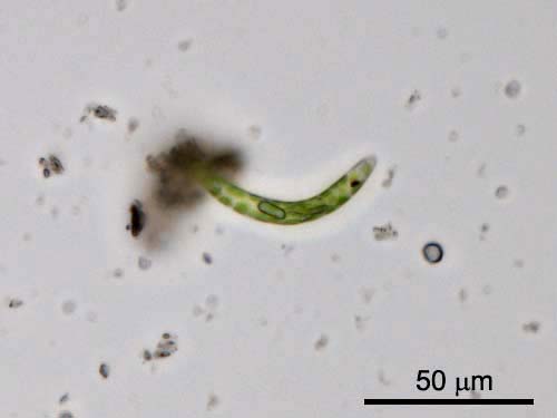 Euglena