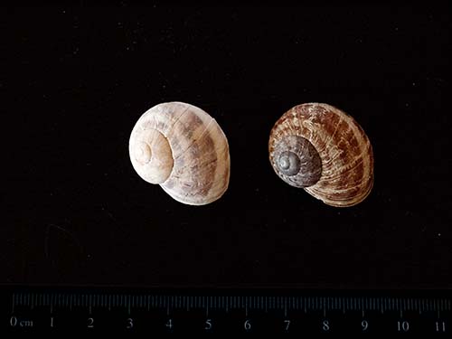 Garden snail