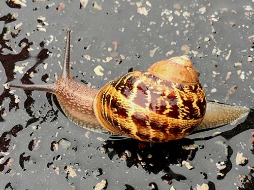 Garden snail