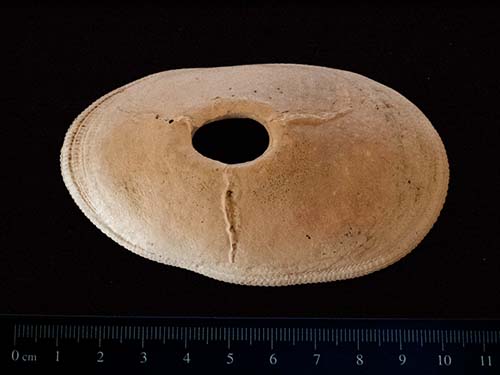 Giant keyhole limpet