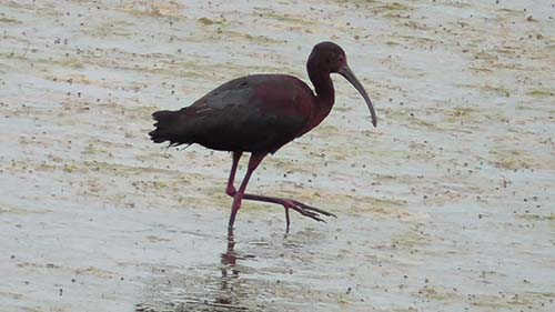 Glossy ibis