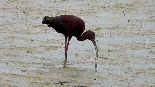 Glossy ibis
