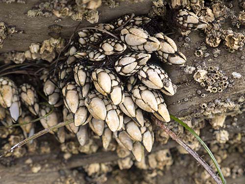 Goose barnacle