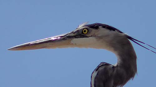 Great blue heron