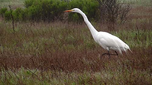 Great egret