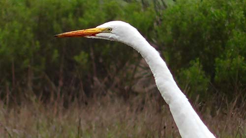 Great egret