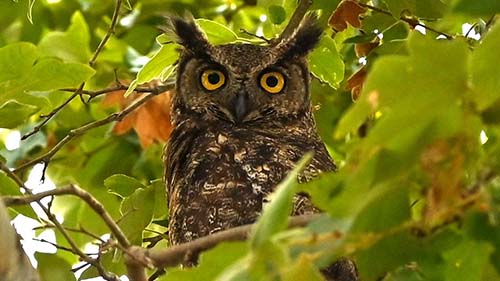 Great horned owl