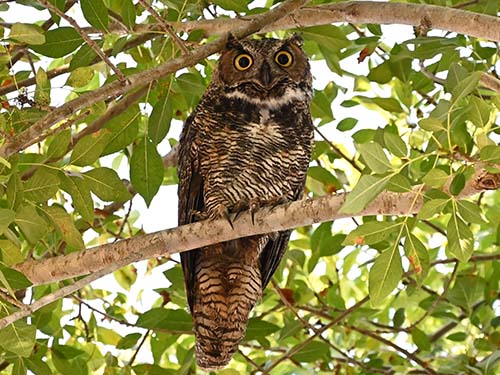 Great horned owl