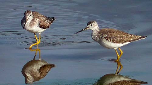 Greater yellowlegs