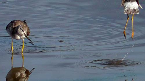 Greater yellowlegs