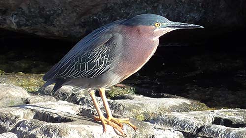 Green heron