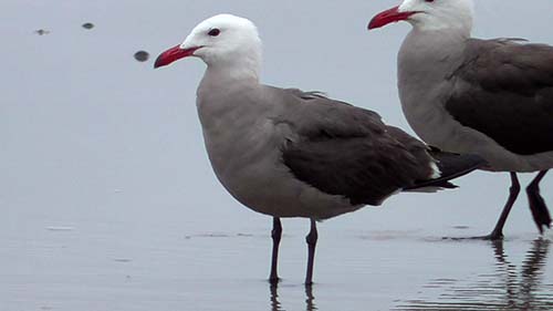 Heermann's gull