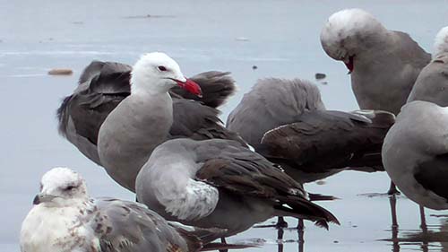Heermann's gull
