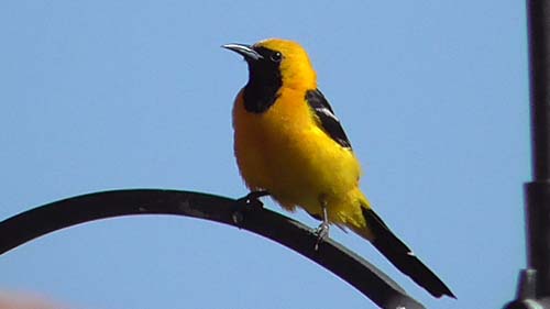 Hooded oriole