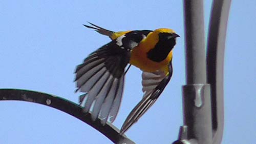 Hooded oriole