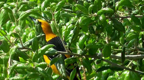 Hooded oriole
