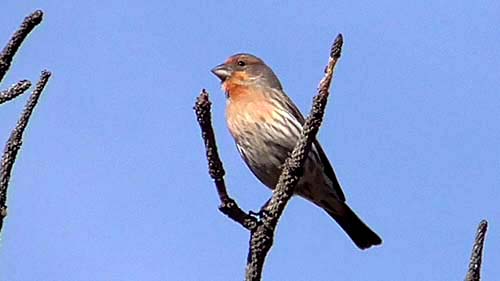 House finch