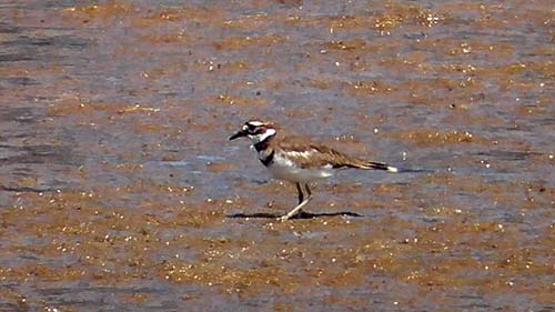 Killdeer