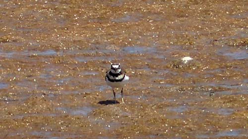 Killdeer