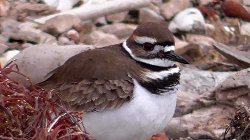 Killdeer