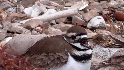 Killdeer