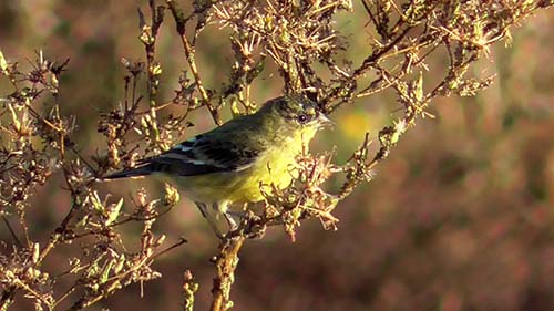 Lesser goldfinch