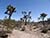 Joshua Tree National Park